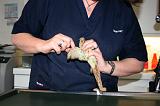 VETERINAIRE NAC 040